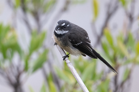 Grey Fantail