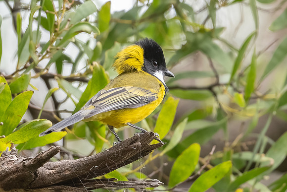 Golden Whistler