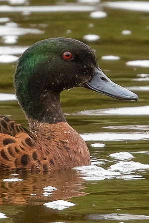 Chestnut Teal