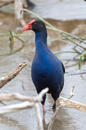 Purple Swamphen
