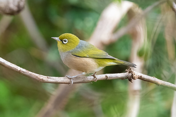 Silvereye