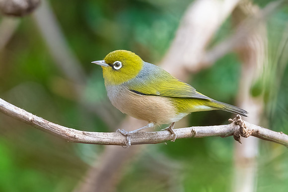 Silvereye