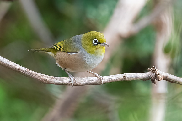 Silvereye