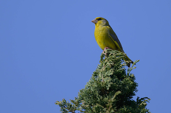 European Greenfinch