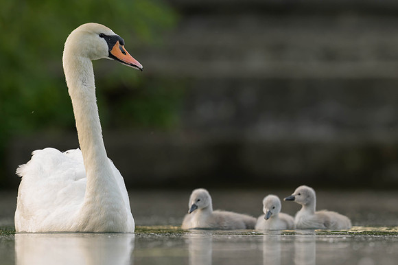 Mute Swan