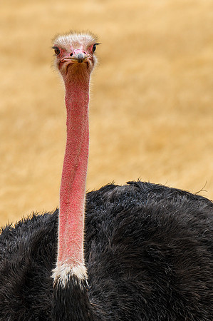 DSC_6999_43103