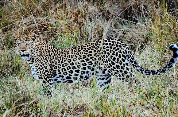 DSC_7902