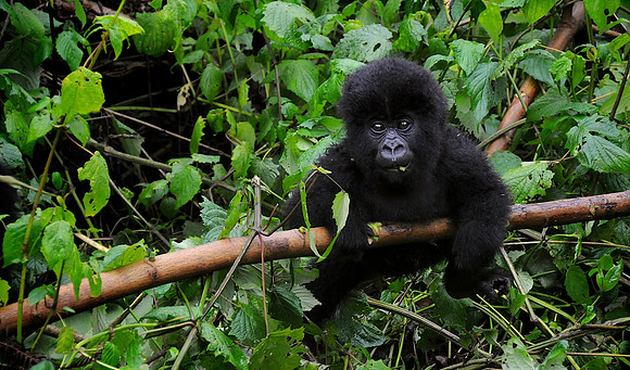 Baby Mountain Gorilla