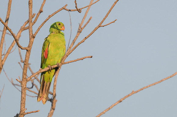 Red-winged Parrot
