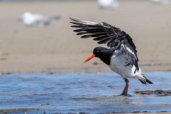 Pied Oystercatcher