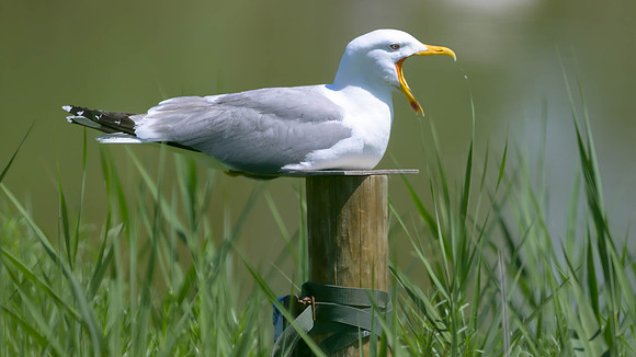 Yellow-legged Gull