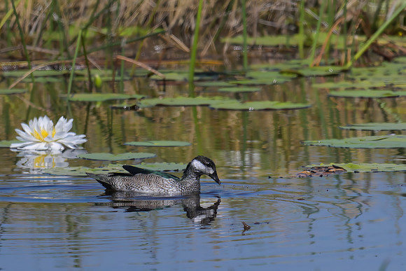 Green Pygmy-Goose