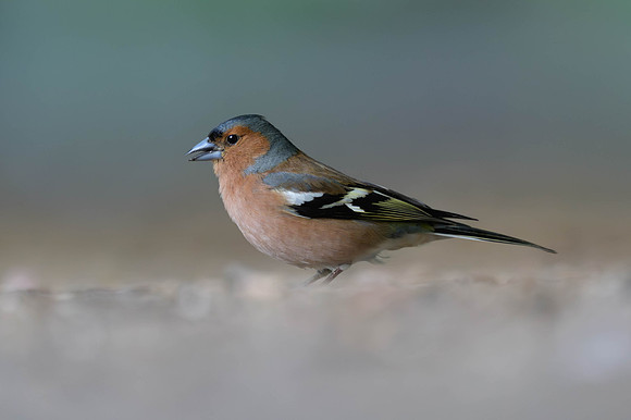 Common Chaffinch