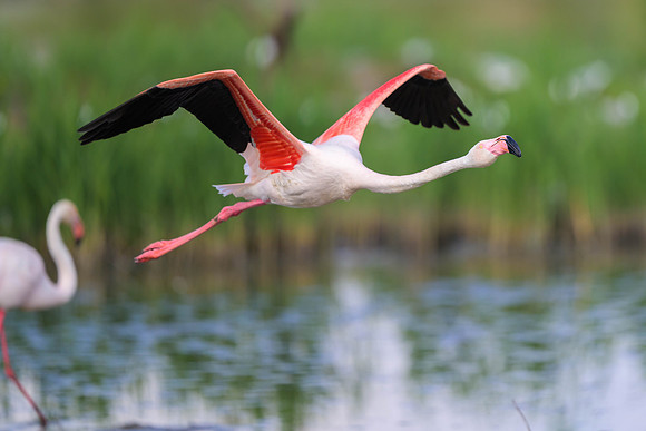 Greater Flamingo
