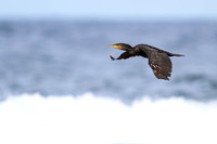 Great Cormorant