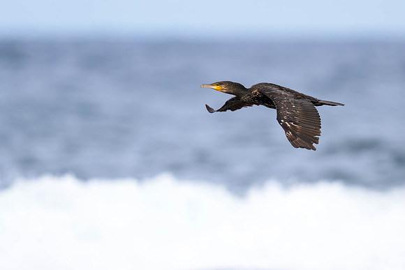 Great Cormorant