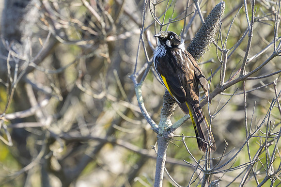 New Holland Honeyeater