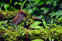 Chestnut-naped Antpitta