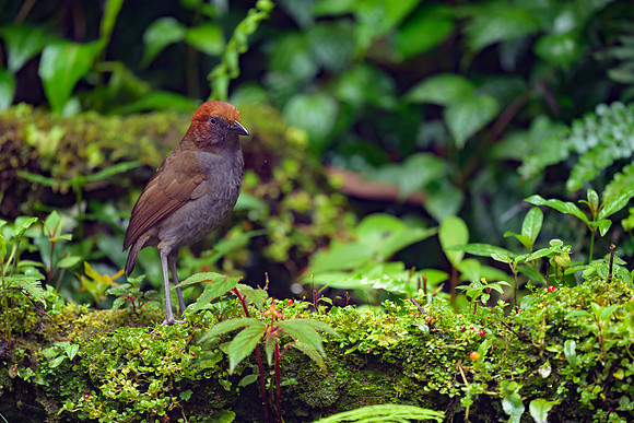Chestnut-naped Antpitta