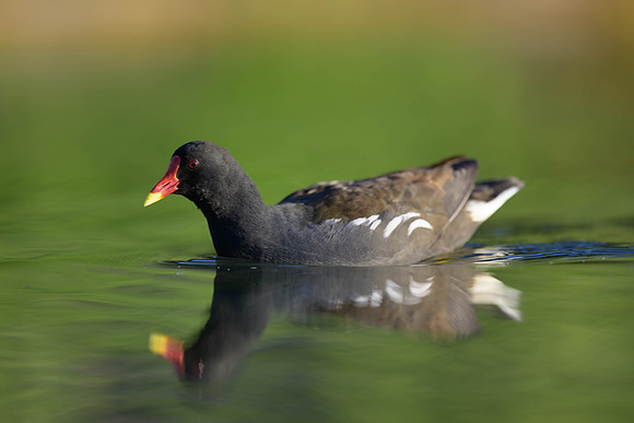 Eurasian Moorhen