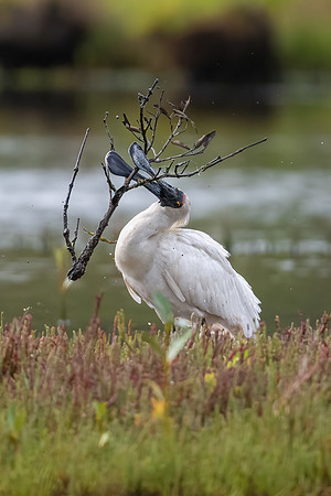 Royal Spoonbill