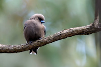 Dusky Woodswallow