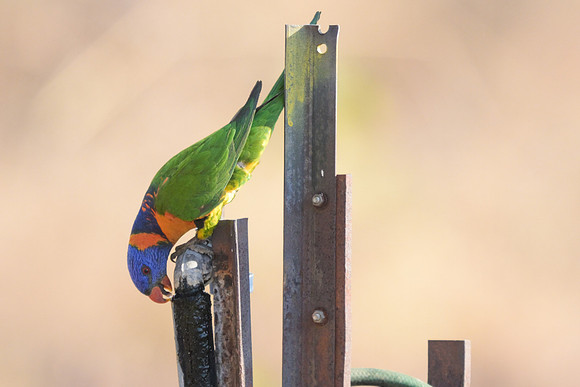 Red-collared Lorikeet