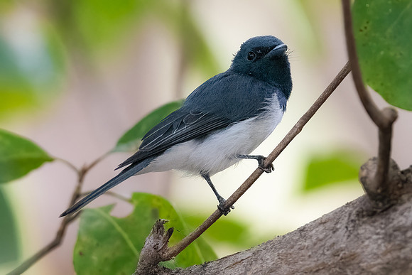 Leaden Flycatcher