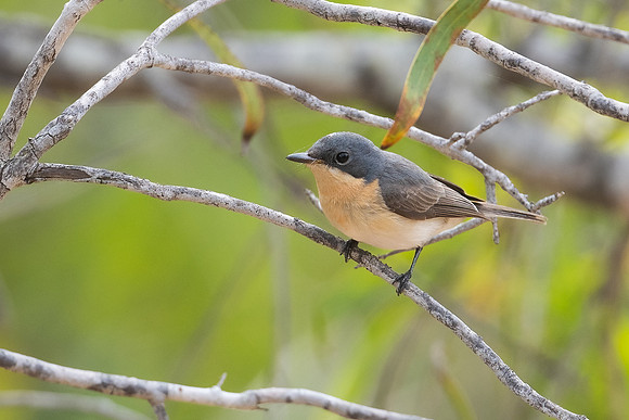 Leaden Flycatcher