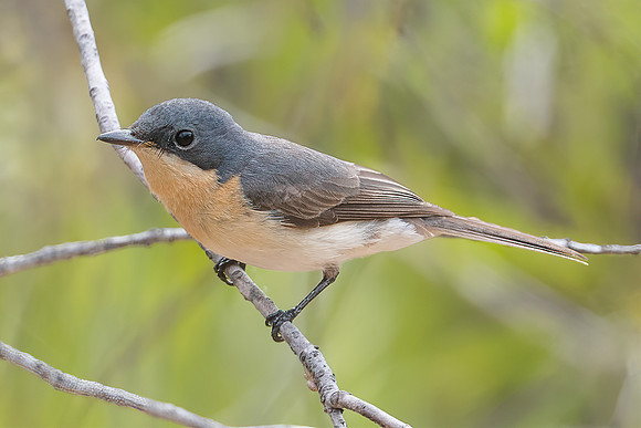 Leaden Flycatcher