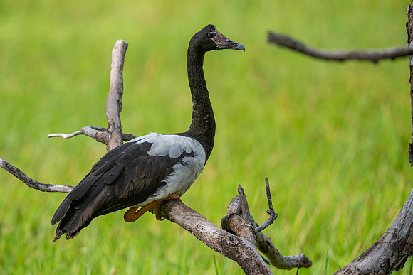 Magpie Goose