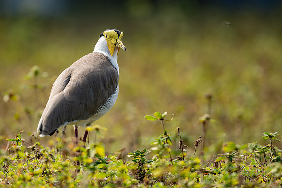 Masked Lapwing