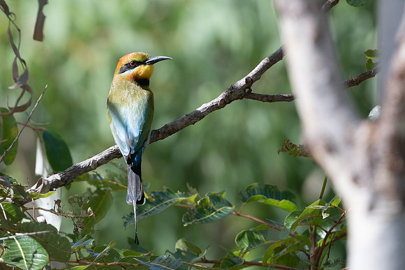Rainbow Bee-eater