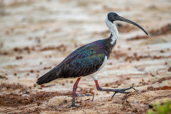 Straw-necked Ibis
