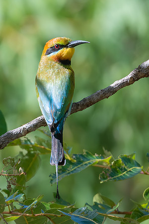 Rainbow Bee-eater