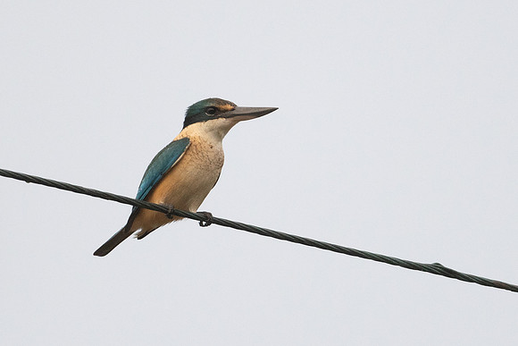 Sacred Kingfisher