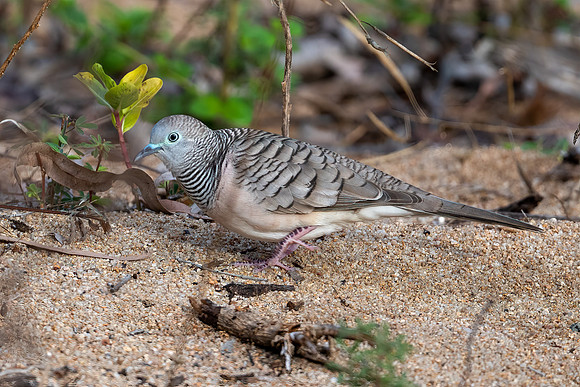 Peaceful Dove