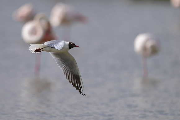 Black-headed Gull