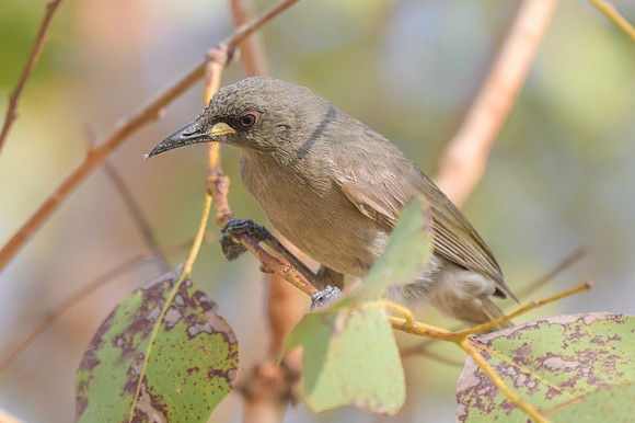 White-gaped Honeyeater
