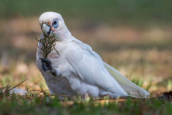 Little Corella