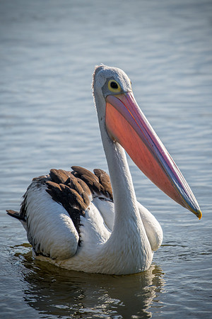 Australian Pelican