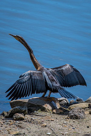 Australasian Darter