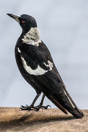Australian Magpie