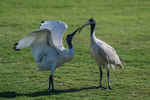 Australian White Ibis