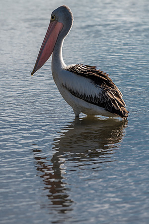 Australian Pelican