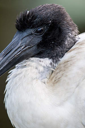 Australian White Ibis