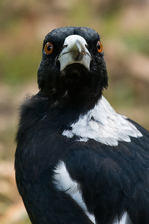 Australian Magpie