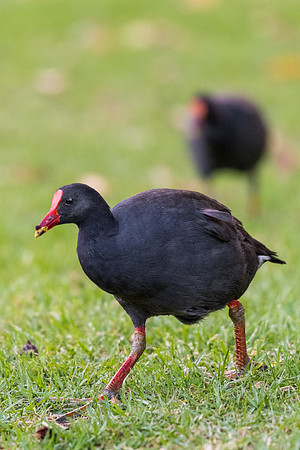 Dusky Moorhen