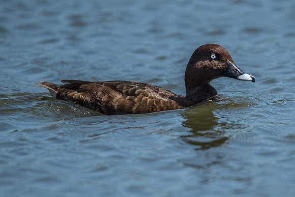 Hardhead