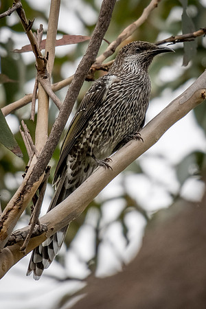 Little Wattlebird